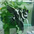 للبيع سمكتين انجل فيش