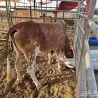 بقرة بلديه جرم ناهي