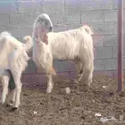معزا هولنديات مزايين