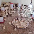 صوص بلدي مكه المكرمه