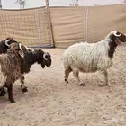 جذعان نعيم جبرات
