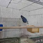 جوز روز للانتاج