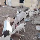 تيس عنز والده حجازيه للبيع تيس 2 عنز دفيع 1 عنز والد وتحتها