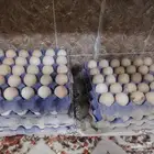 بيض دجاج الامروك