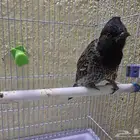 بلبل كشميري أليف سوبر جامبو