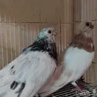 زوج حمام صوافه مستوى وانتاج