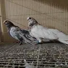 زوج حمام صوافه شرط انتاج