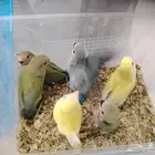 فروخ روز غر اليفه