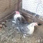 دجاج للبيع ل اعلى سومه