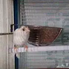انثى كناري للبيع لون ابيض