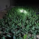 شتلات الضبر