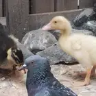 جوز بط البيع الصحه شرط