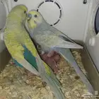 جوز بادجي رينبو مع فروخ