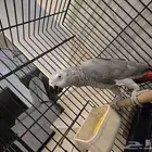 للبيع ذكر كاسكو