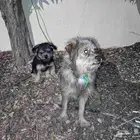 Dog American free take this 2 Dogs