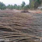 جريد نخل منظف من الخوص للبيع. يستعمل في سقف البيوت التراثية