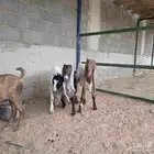 تيوس منادي مشاريك