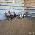للبيع ديوك ماكنتوش وترثة