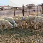 غنم حريات رخال طيبه عددها 11 تحتها 2