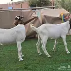 للبيع تيوس بورقت