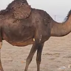 لقحه ملاقي صفراء مجاهيم