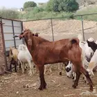 فحل ادهم لبيع