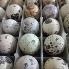 بيض سمان بلدي