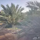 صيف مزرعه للايجار
