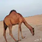 قعود ساحلي طيب مغلق شحم فل ماشاءالله كماهو واضح في الصور الع