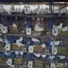 حمام فرنسي سوبر جامبو العمر من سنه ونص الى سنتين