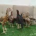 فروخ دجاج باكستاني سندي