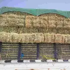 زرع هيبان مخلوط