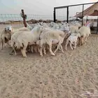 ضان حرية جنب العدد 26 تحتها 4 والبقية دفيع ومضربة