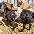 للبيع فحل بربري صحة ونظافة