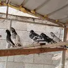 حمام زاجل وباكستاتي طيران وقطايف قلاب للبيع