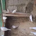 للبيع أو البدل حمام يا كريم