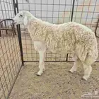 فحل حري غير مشروط