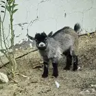 تيس قزمي لعوب مدرب على الرضاعه ذكر العمر ثلاث شهور سعر 1500