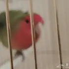 ببغاء روز