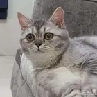 قط برتش للبيع