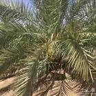 للبيع ثمرة نخل صقعي عدد120 نخله تقريبا وخضري عدد 100 نخله