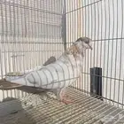 حمام كش شامي