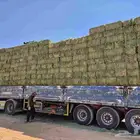 برسيم تبن