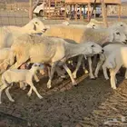 غنم خلفات