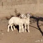 بهم حري العدد 3 خرفان عمارهن 3 شهر