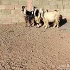 معزة مصريات العدد 4 السن رباع 3 وحده سن لبن مضاريع