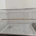 شبك ببغاء