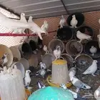 حمام للبيع مع فروخ جمله جميع الحمام