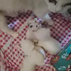 قطط اسكوتش صغيرة للبيع   ما شاء الله تبارك الله