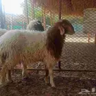 خروف ذبح نعيمي